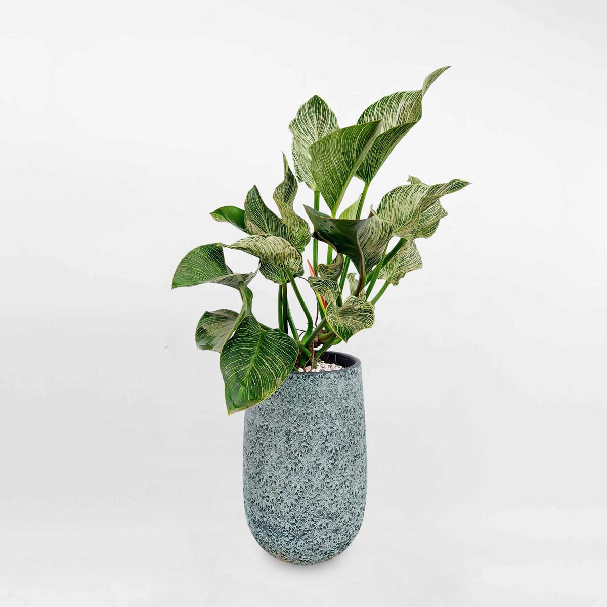 cay trau ba de vuong kim cuong chau dat nung 1