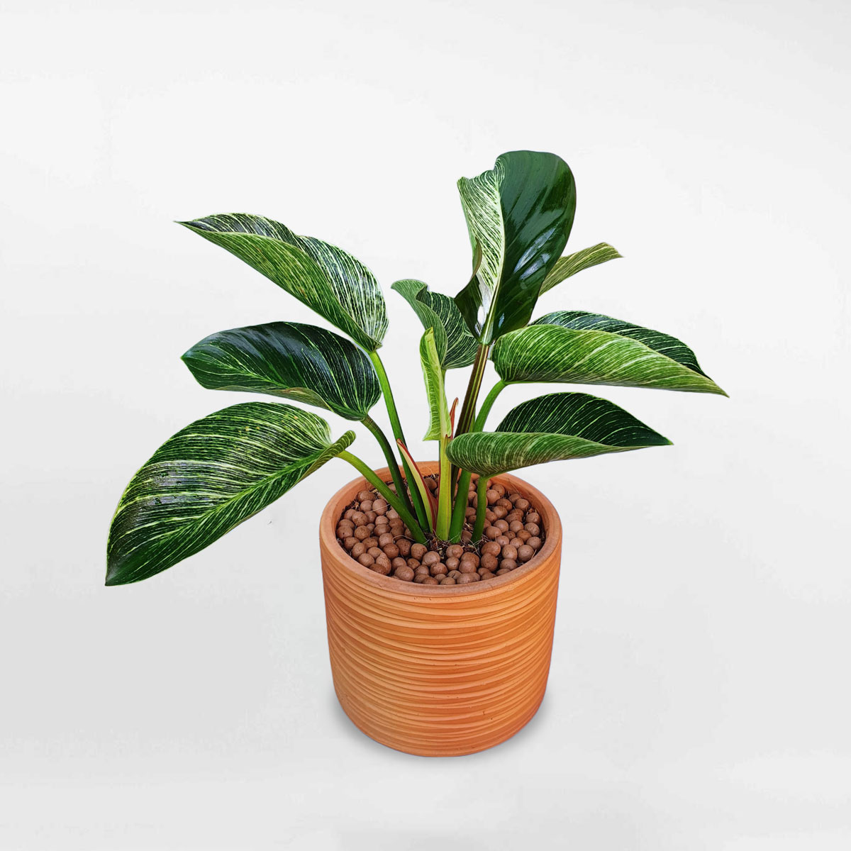 cay trau ba de vuong kim cuong chau dat nung 1