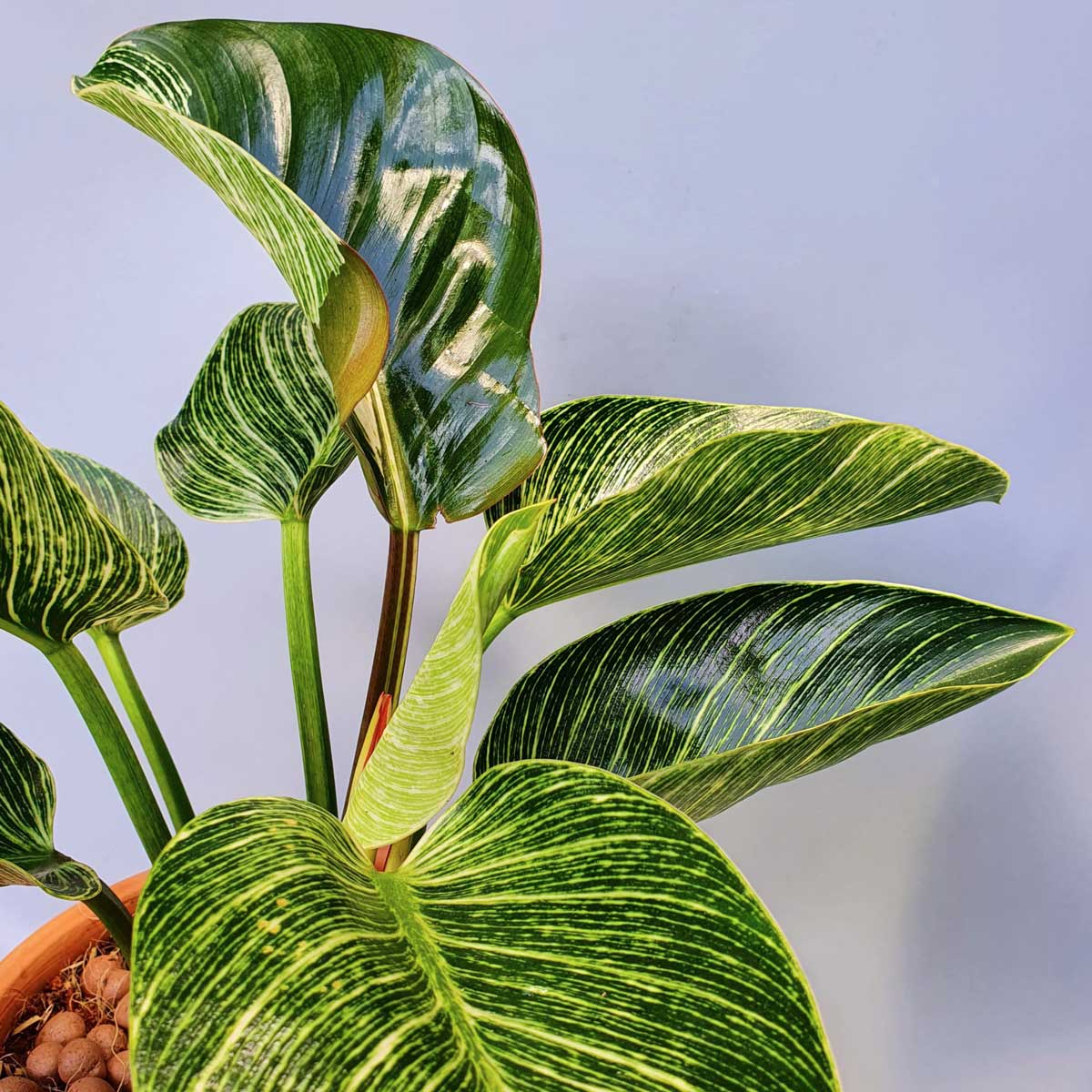 cay trau ba de vuong kim cuong chau dat nung 2