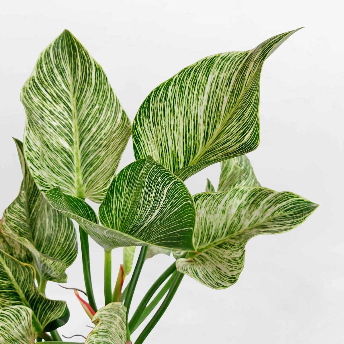 cay trau ba de vuong kim cuong chau dat nung 2