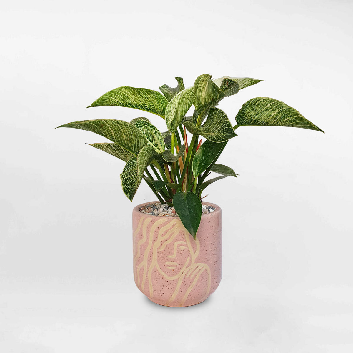 cay trau ba de vuong kim cuong chau su 1