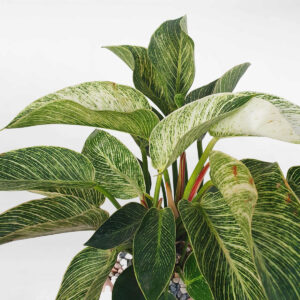 cay trau ba de vuong kim cuong chau su 2