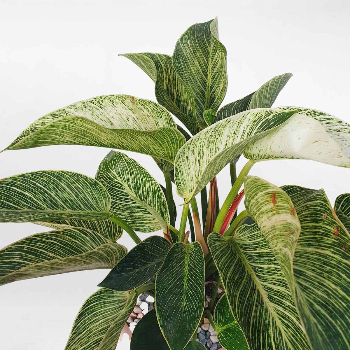 cay trau ba de vuong kim cuong chau su 2