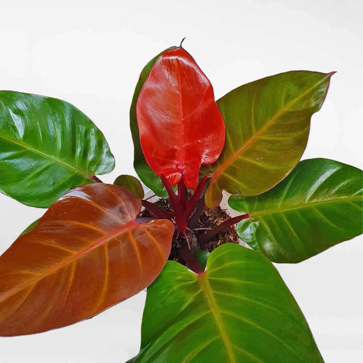 trầu bà đế vương lá đỏ