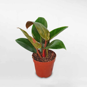 cây trầu bà đế vương nhỏ Philodendron Imperial