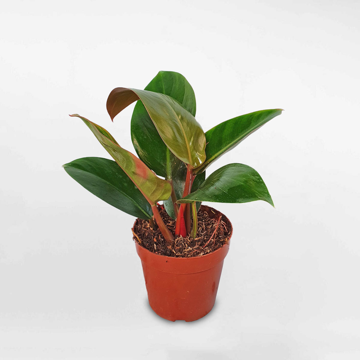 cây trầu bà đế vương nhỏ Philodendron Imperial