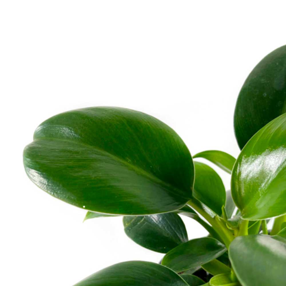 cay trau ba de vuong thuy sinh 2 1