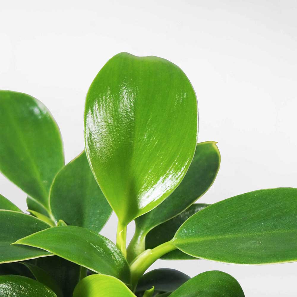 cay trau ba de vuong thuy sinh 3a