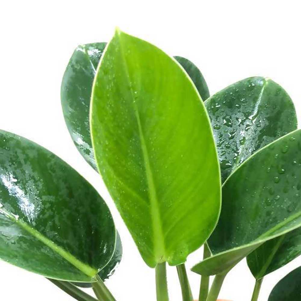 cay trau ba de vuong thuy sinh 4