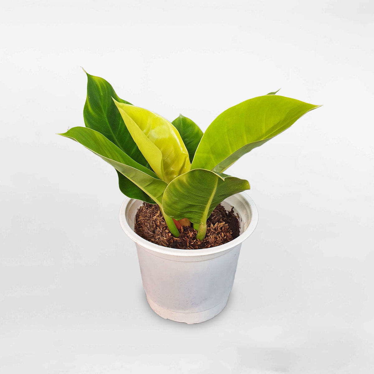 trầu bà đế vương vàng