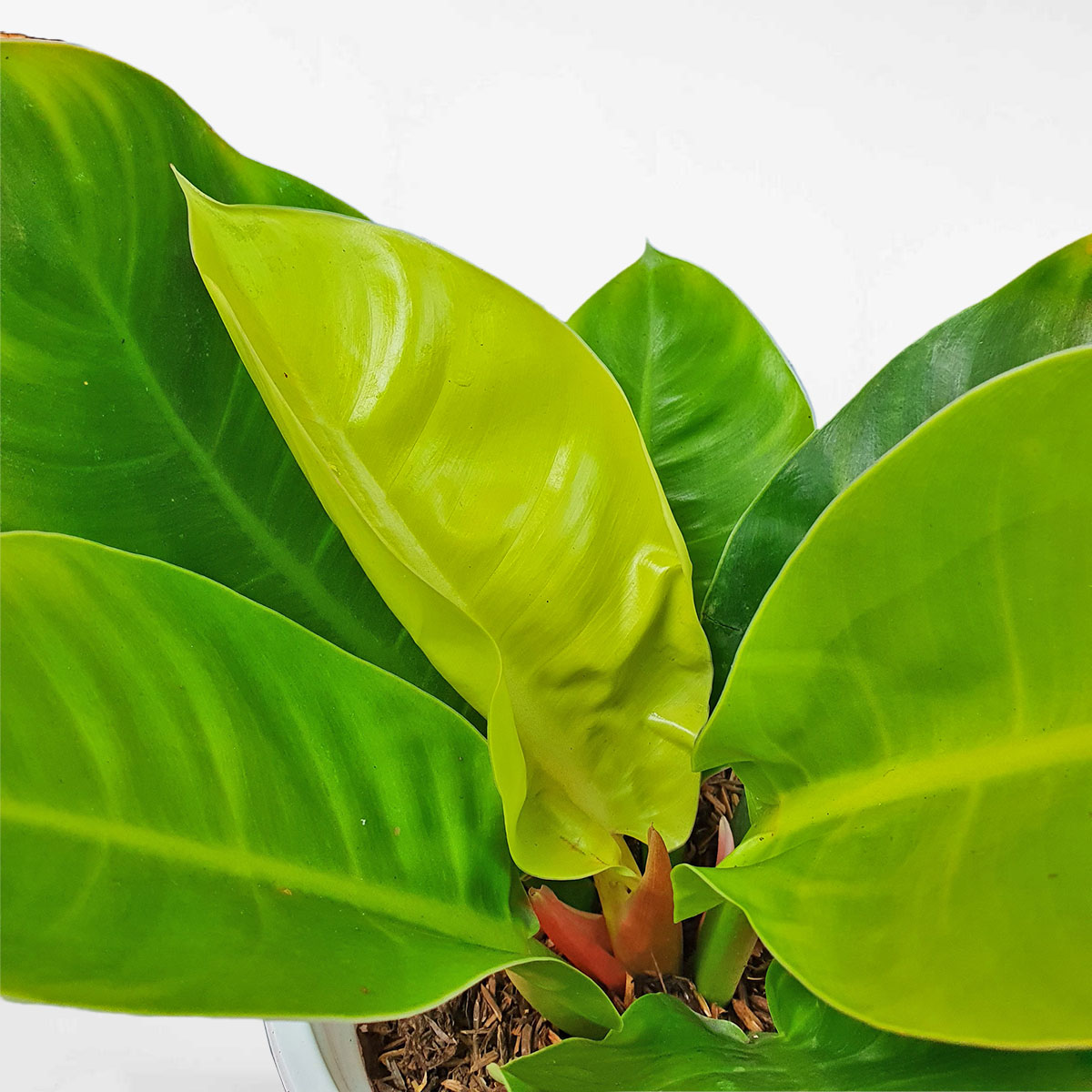 trầu bà đế vương vàng