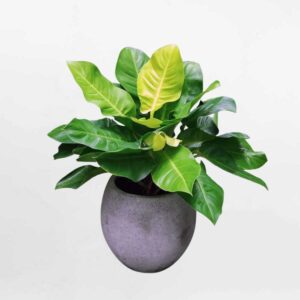 cay trau ba de vuong vang mowgarden