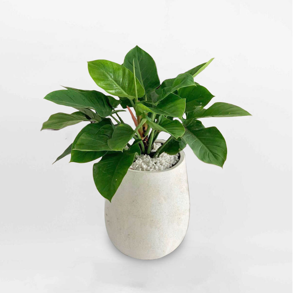 cay trau ba de vuong xanh chau xi mang