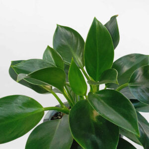 cay trau ba de vuong xanh de ban chau su 1