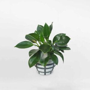 cay trau ba de vuong xanh de ban chau su