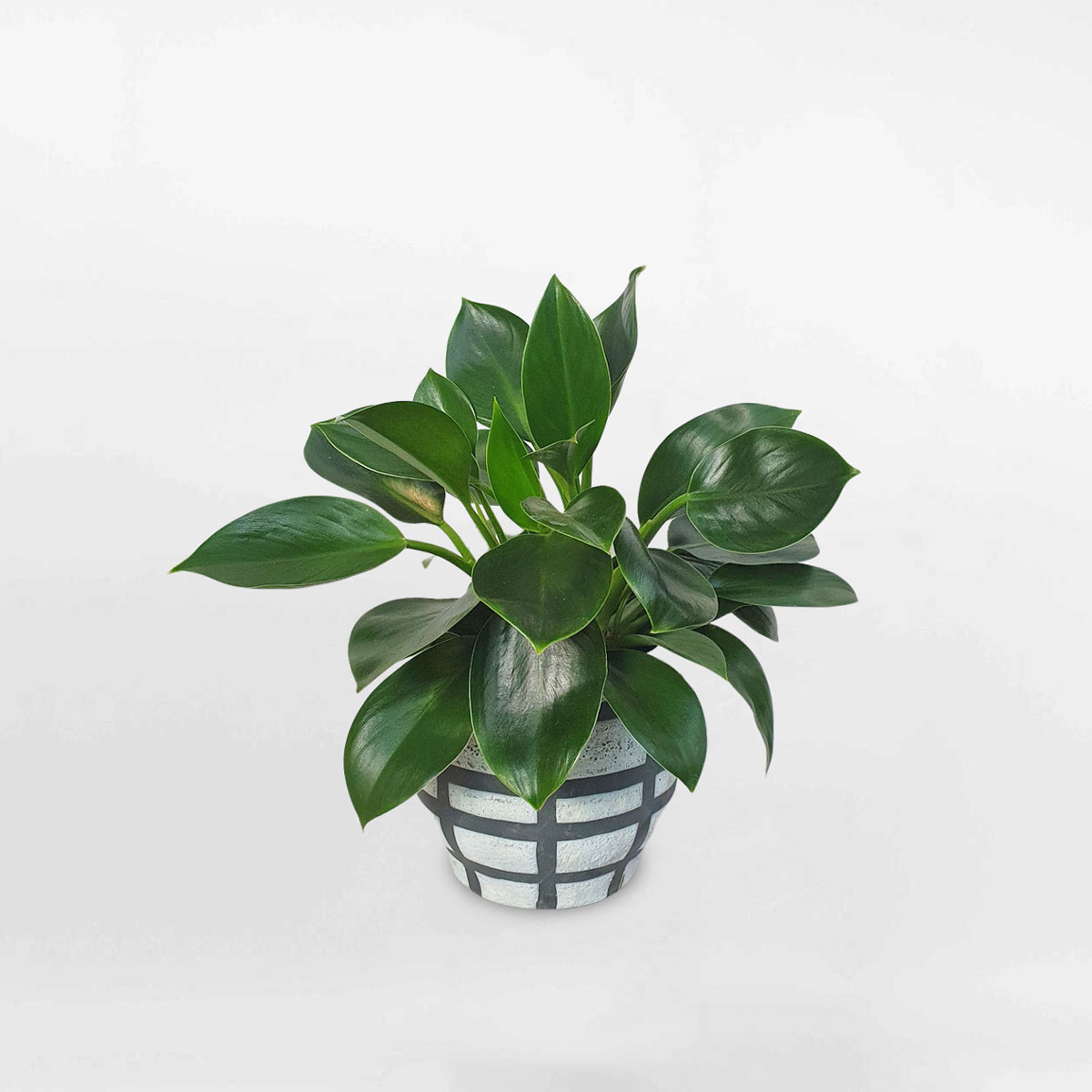 cay trau ba de vuong xanh de ban chau su