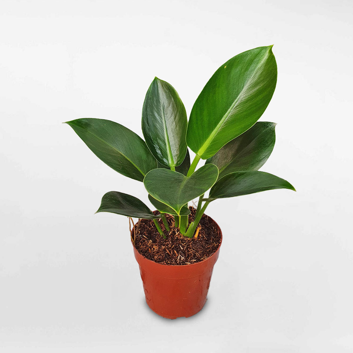 cây trầu bà đế vương xanh