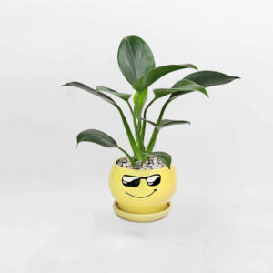 cay trau ba de vuong xanh mowgarden