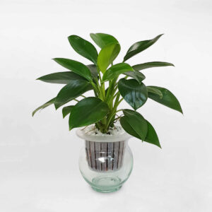 cay trau ba de vuong xanh thuy tinh 1