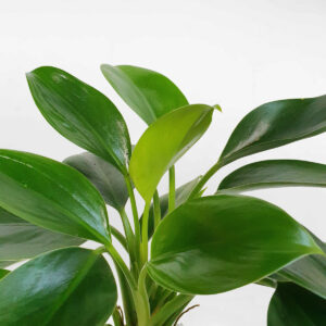 cay trau ba de vuong xanh thuy tinh 2