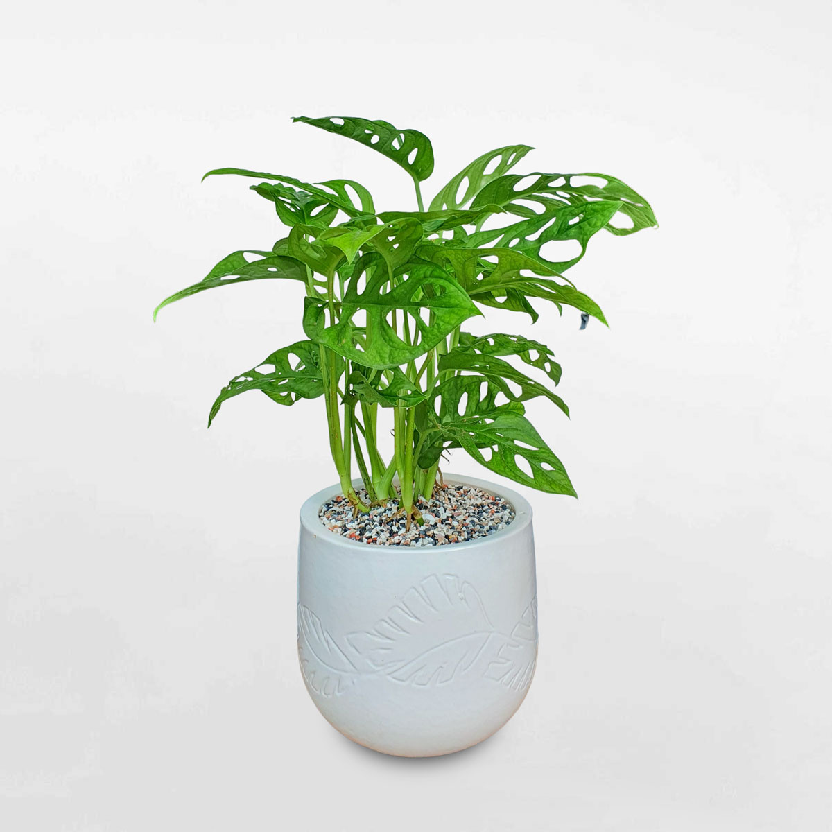 cay trau ba la lo chau gom su 1