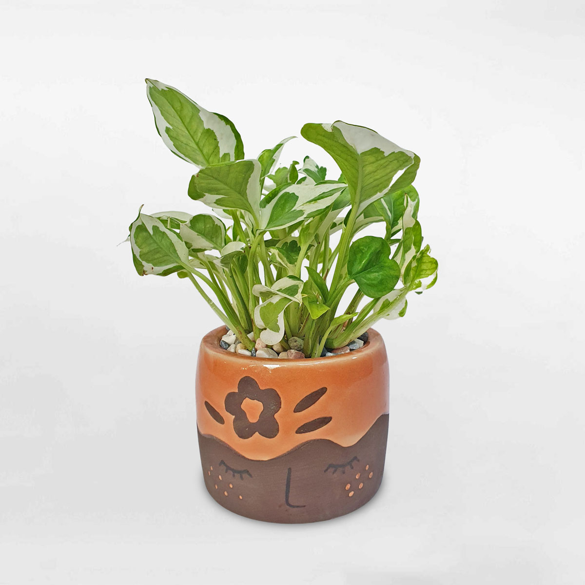 cay trau ba la sua chau su