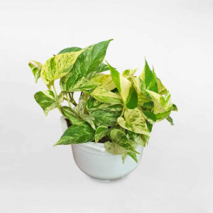cay trau ba la sua marble queen