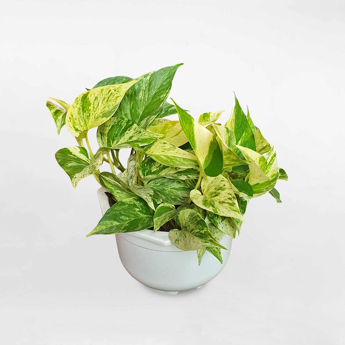 cay trau ba la sua marble queen