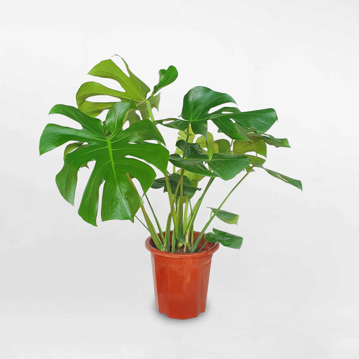 cay trau ba la xe monstera