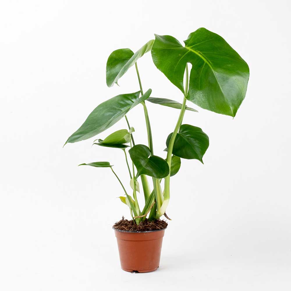 cay trau ba la xe monstera 1a