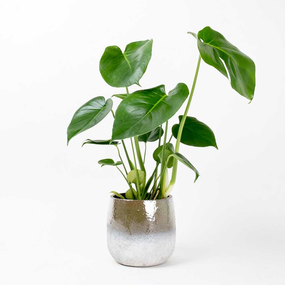 cay trau ba la xe monstera 2