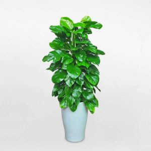 cay trau ba leo cot 1