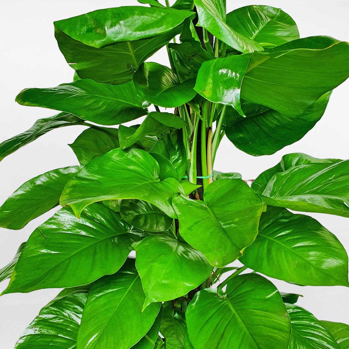 cay trau ba leo cot 2