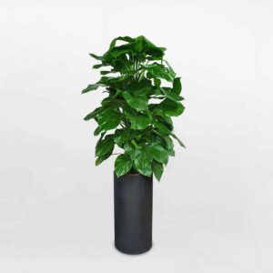 cay trau ba leo cot chau da mai 1