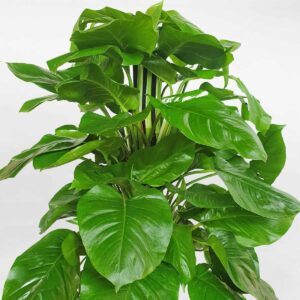 cay trau ba leo cot chau da mai 2