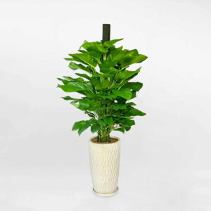 cay trau ba leo cot chau su 1