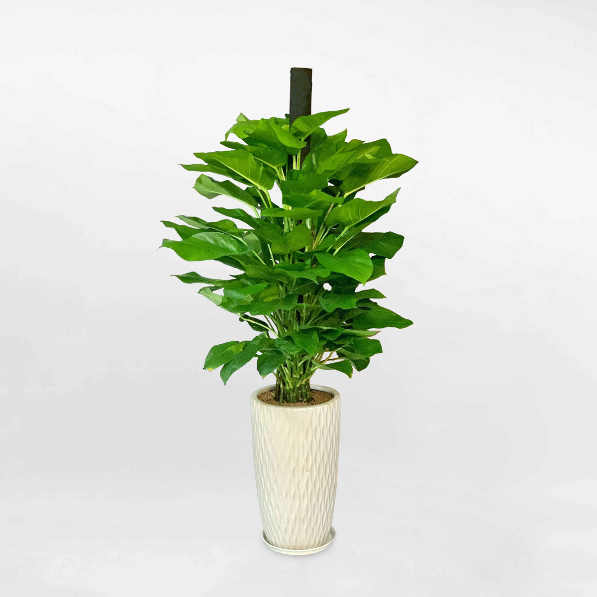 cay trau ba leo cot chau su 1