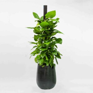 cay trau ba leo cot ctbc001a