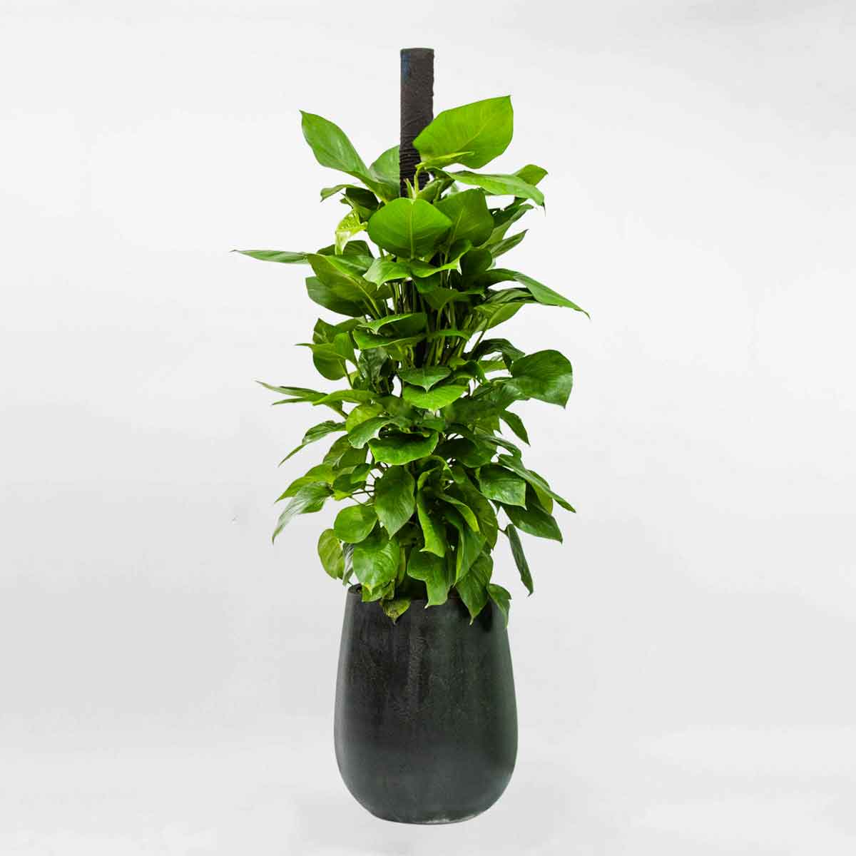 cay trau ba leo cot ctbc001a