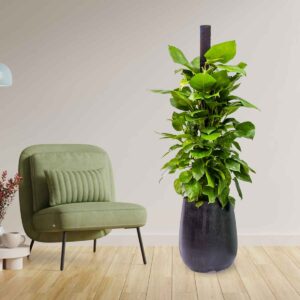 cay trau ba leo cot ctbc001b