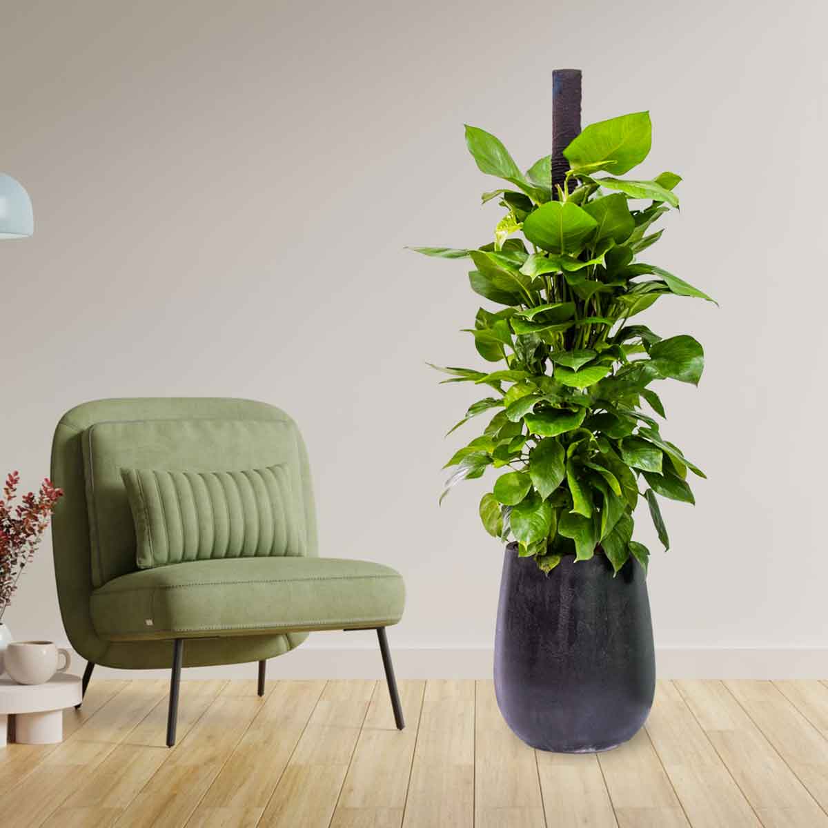 cay trau ba leo cot ctbc001b