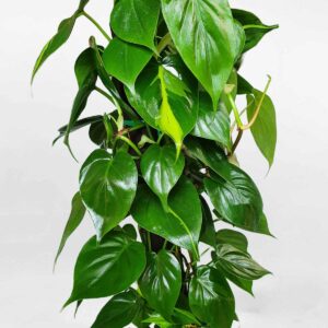 trầu bà brazil leo cột