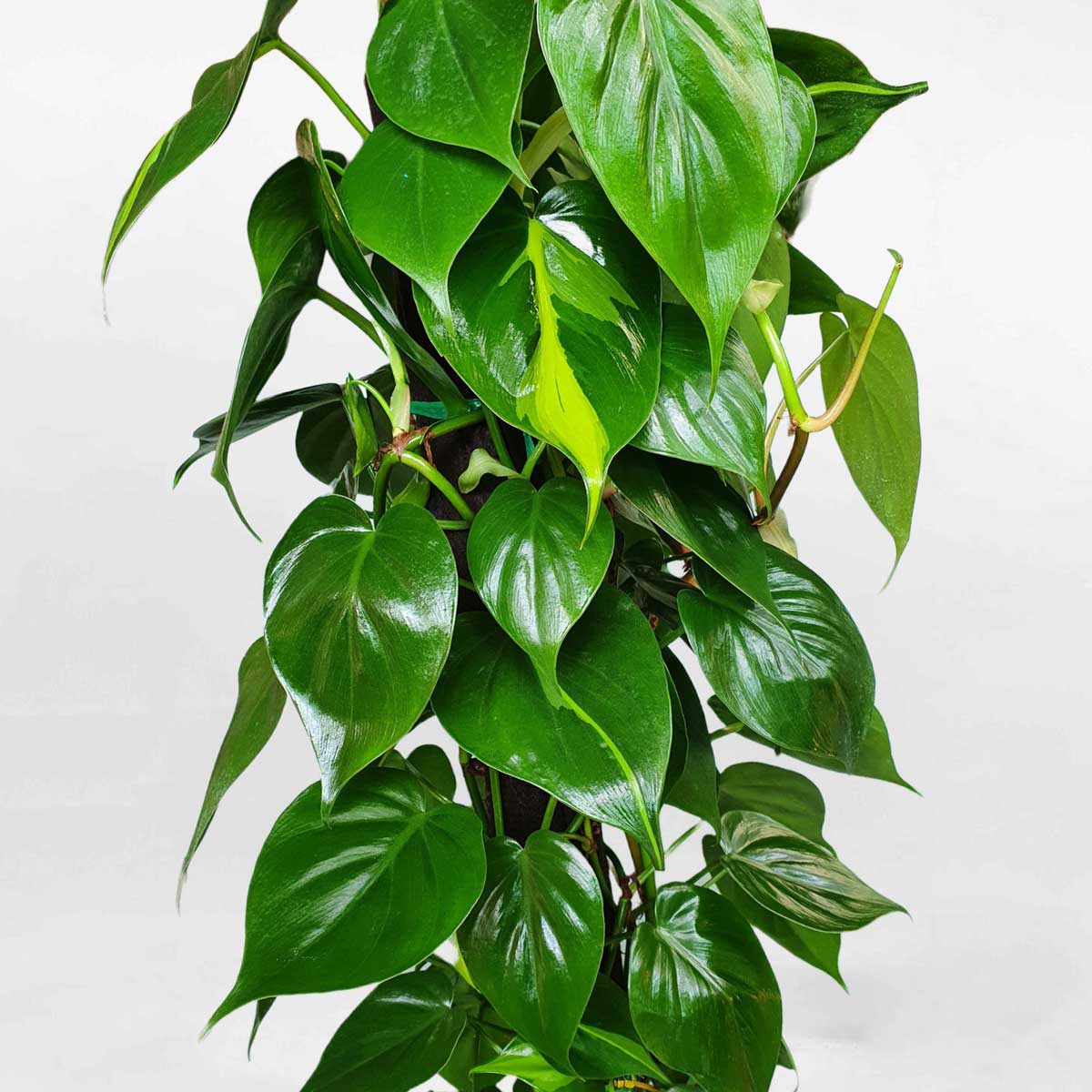 trầu bà brazil leo cột