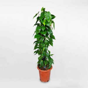 trầu bà brazil leo cột