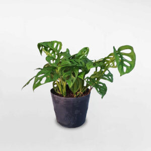 cây trầu bà lỗ