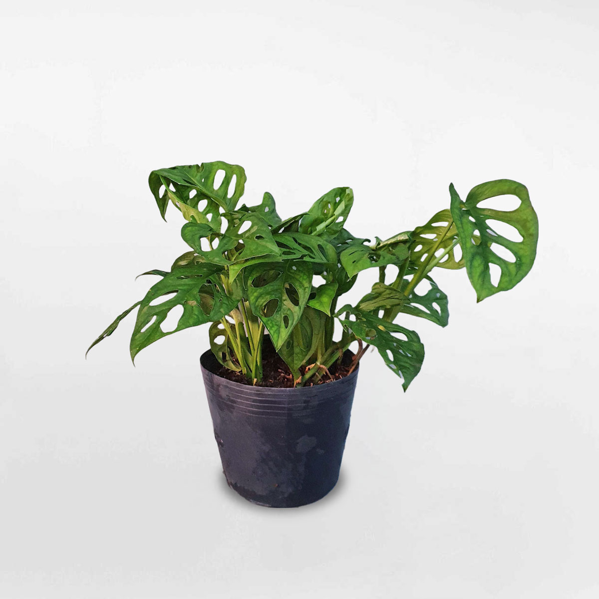 cây trầu bà lỗ