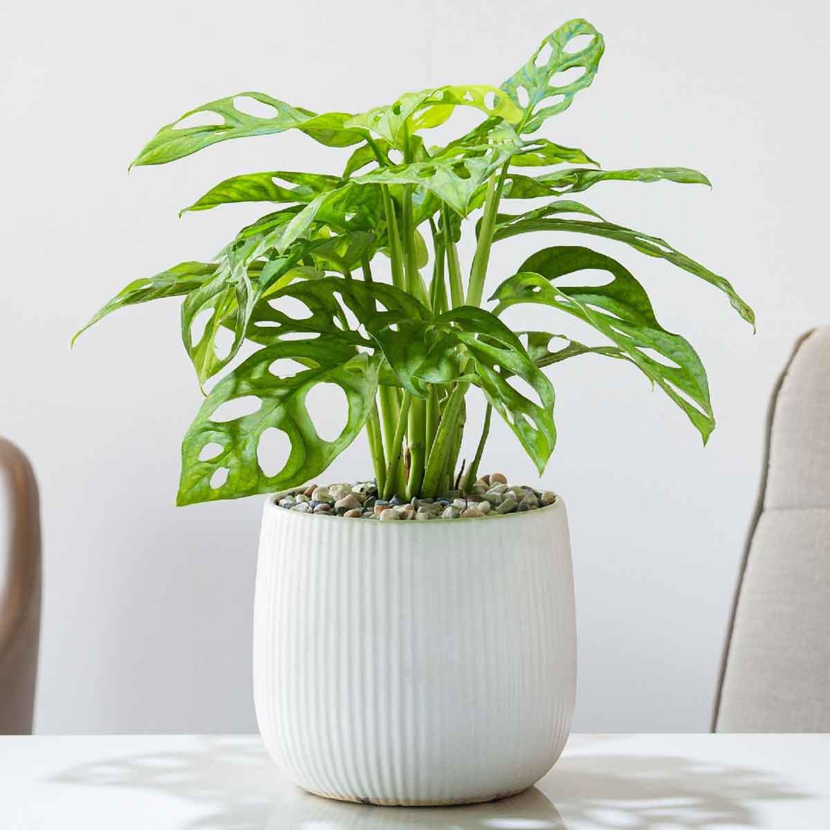 cay trau ba lo mowgarden