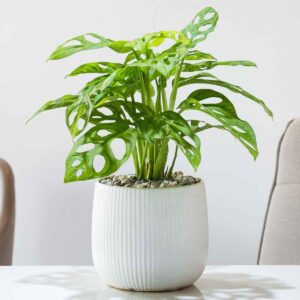 cay trau ba lo mowgarden