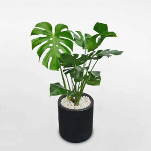 cây trầu bà nam mỹ monstera borsigiana