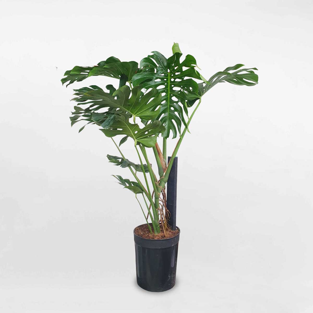cay trau ba nam my monstera 1